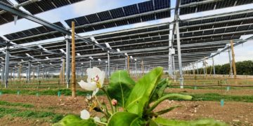 Partenariat entre Iberdrola et Sun'Agri pour développer l'agrivoltaïsme